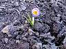 FirstFlower2002.jpg