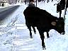 KAZAKCOW.JPG